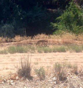 bosque coyote